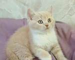 Кошки в Мурманске: Британский котенок кремовый неженка  Мальчик, 20 000 руб. - фото 1