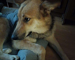 Собаки в Москве: Лиса ищет семью!!!!!! Девочка, Бесплатно - фото 1