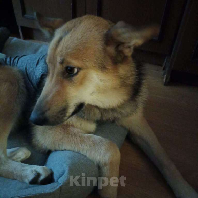 Собаки в Москве: Лиса ищет семью!!!!!! Девочка, Бесплатно - фото 1