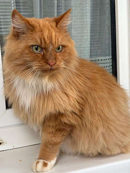 Рыжая кошечка в добрые руки 
