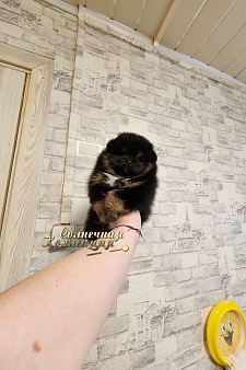 Шпиц померанский из племенного питомника