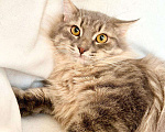 Кошки в Москве: Роскошный пепельный кот Пижон в дар Мальчик, Бесплатно - фото 1