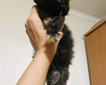 Кошки в Пензе: Чистопородные котята Мей Кун из питомника Девочка, 35 000 руб. - фото 2