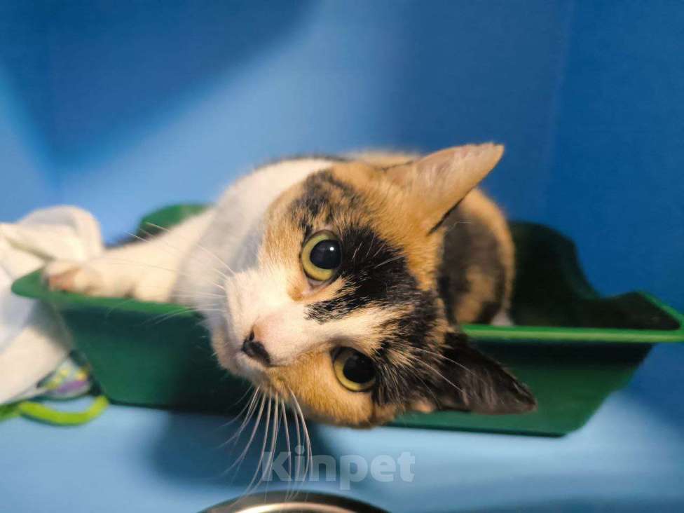 Кошки в Москве: Ласковая трехцветка в добрые руки  Девочка, Бесплатно - фото 3