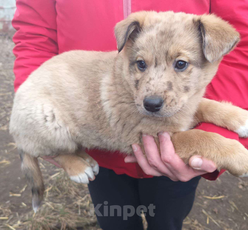 Собаки в Москве: Малышка Веснушка в поисках семьи Девочка, Бесплатно - фото 1
