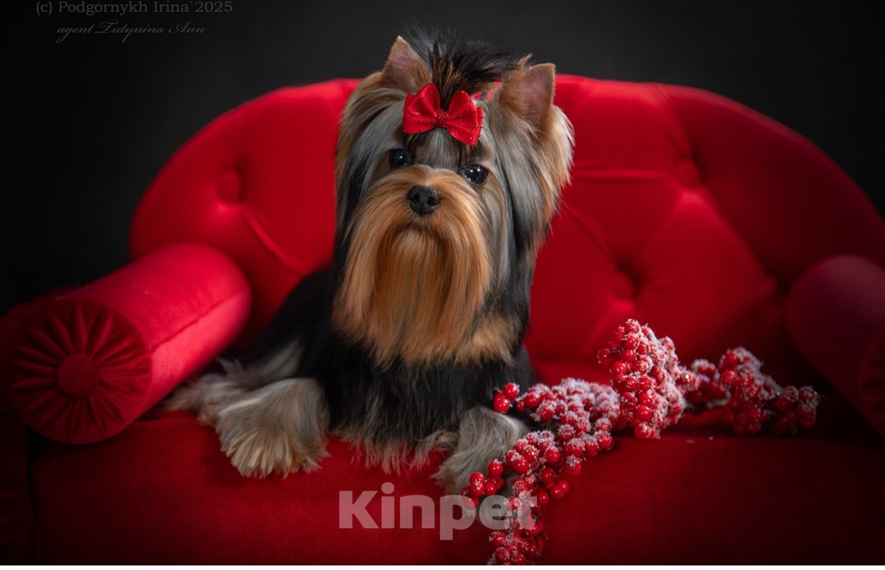 Собаки в Москве: Качественные щенки Мальчик, 100 000 руб. - фото 1