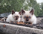 Кошки в Калуге: Котята Мальчик, Бесплатно - фото 1