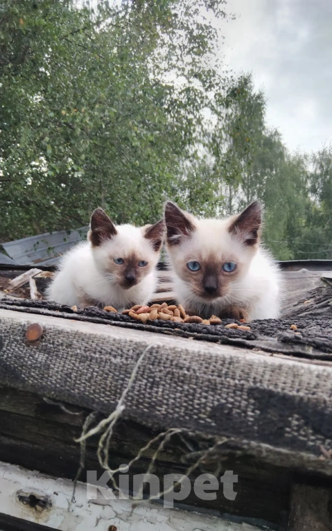 Кошки в Калуге: Котята Мальчик, Бесплатно - фото 1