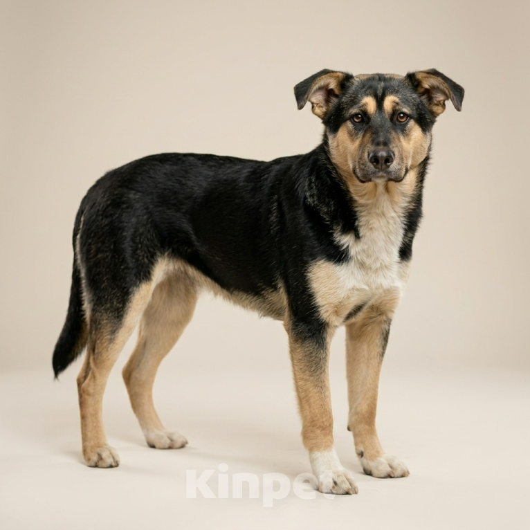 Собаки в Москве: щенок Ника ждет семью Девочка, Бесплатно - фото 4