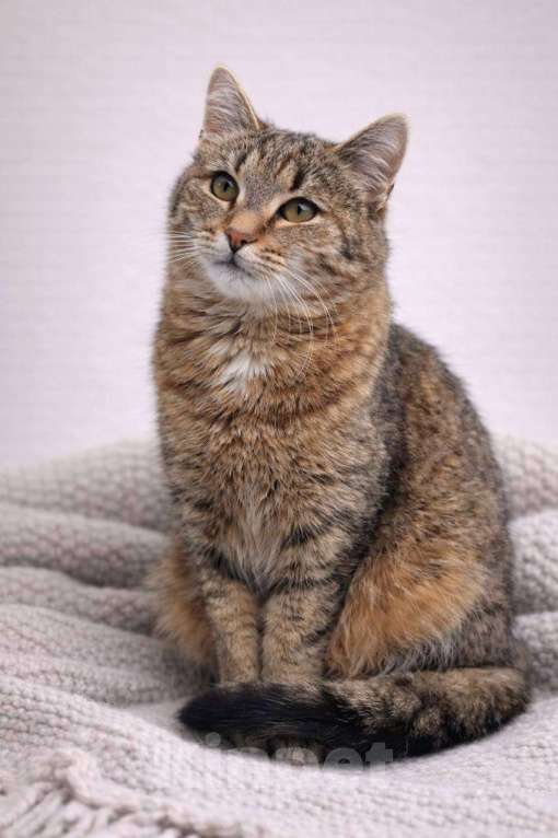 Кошки в Красногорске: Котенок Туман 7 месяцев ищет дом Мальчик, Бесплатно - фото 2