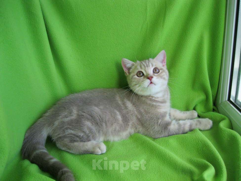 Кошки в Ставрополе: Котята мраморята Мальчик, 10 000 руб. - фото 4