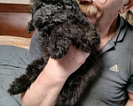 Собаки в других городах Московской области: Черная девочка той пуделя Девочка, 40 000 руб. - фото 2