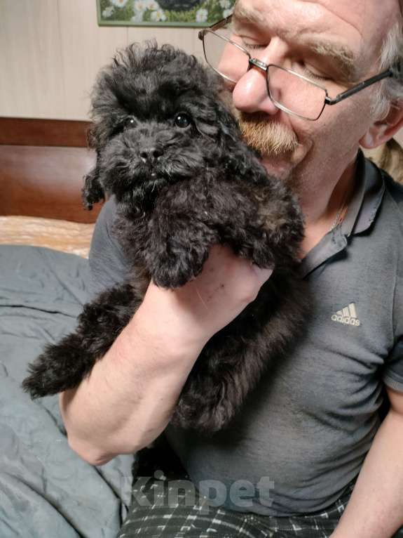 Собаки в других городах Московской области: Черная девочка той пуделя Девочка, 40 000 руб. - фото 2