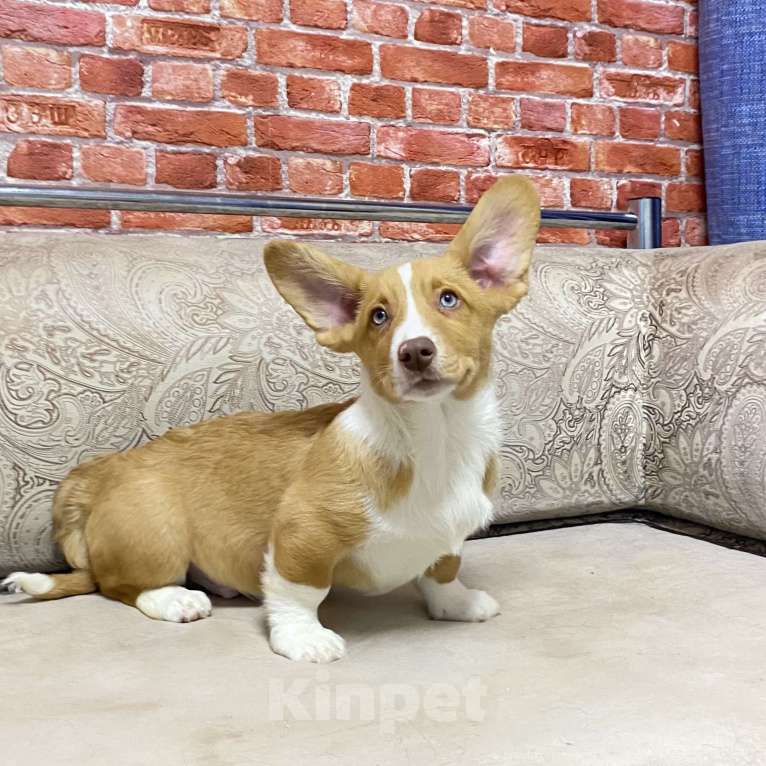 Собаки в Москве: Щенки вельш-корги кардиган Мальчик, 40 000 руб. - фото 2