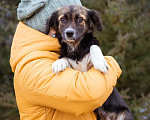 Собаки в Москве: Маленькая, скромная девочка живёт в приюте ищет дом Девочка, Бесплатно - фото 8