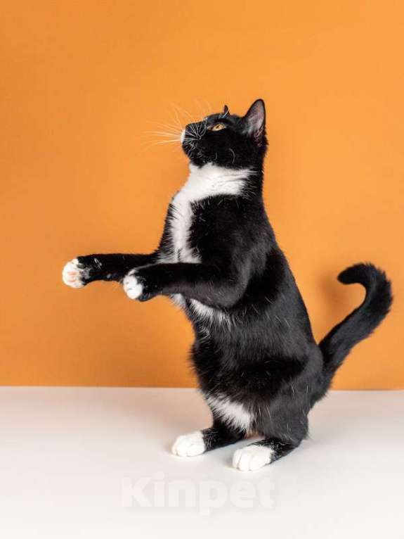 Кошки в Москве: Весёлый и беззаботный молодой кот Тоша в добрые руки Мальчик, Бесплатно - фото 2