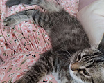 Кошки в Краснодаре:   Отдам котёнка в добрые руки Девочка, Бесплатно - фото 5