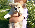 Собаки в Самаре: Щенки Вельш Корги Пемброк  Мальчик, 60 000 руб. - фото 1