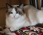 Кошки в Москве: котята рэгдолл Мальчик, 25 000 руб. - фото 7