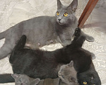 Кошки в Новочеркасске: Котята  Мальчик, Бесплатно - фото 1