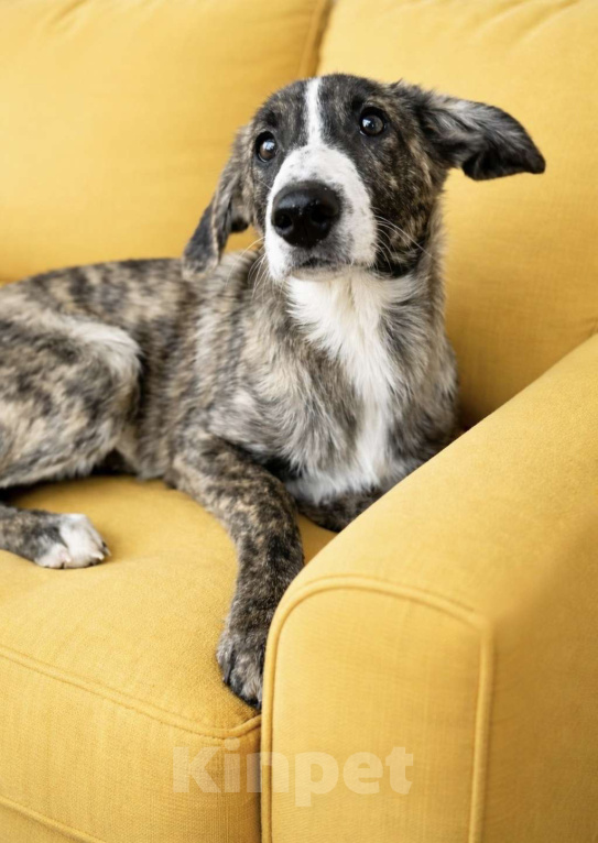 Собаки в Москве: Тигра Терри ищет дом Девочка, Бесплатно - фото 2