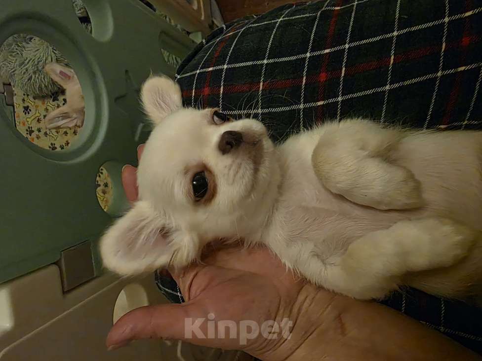 Собаки в Москве: ЖЕ ТЕМ Я ТЕБЯ ЛЮБЛЮ Мальчик, 100 000 руб. - фото 2