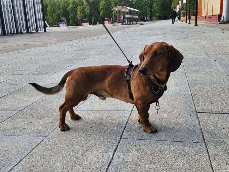 Собаки в Долгопрудном: Ищем невесту Мальчик, Бесплатно - фото 4