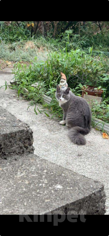 Кошки в Сочи: Потерялась кошка Мишель 10 месяцев Девочка, 5 000 руб. - фото 2