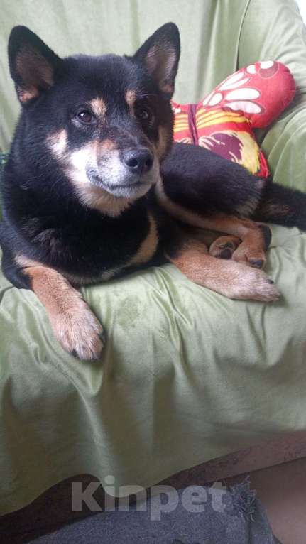 Собаки в Санкт-Петербурге: Щенок Сиба-Ину девочка Девочка, 70 000 руб. - фото 3