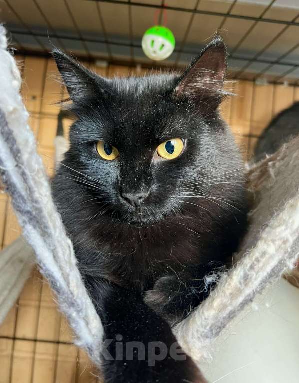 Кошки в Москве: Благородный черный красавец Мишлен в добрые руки Мальчик, Бесплатно - фото 3