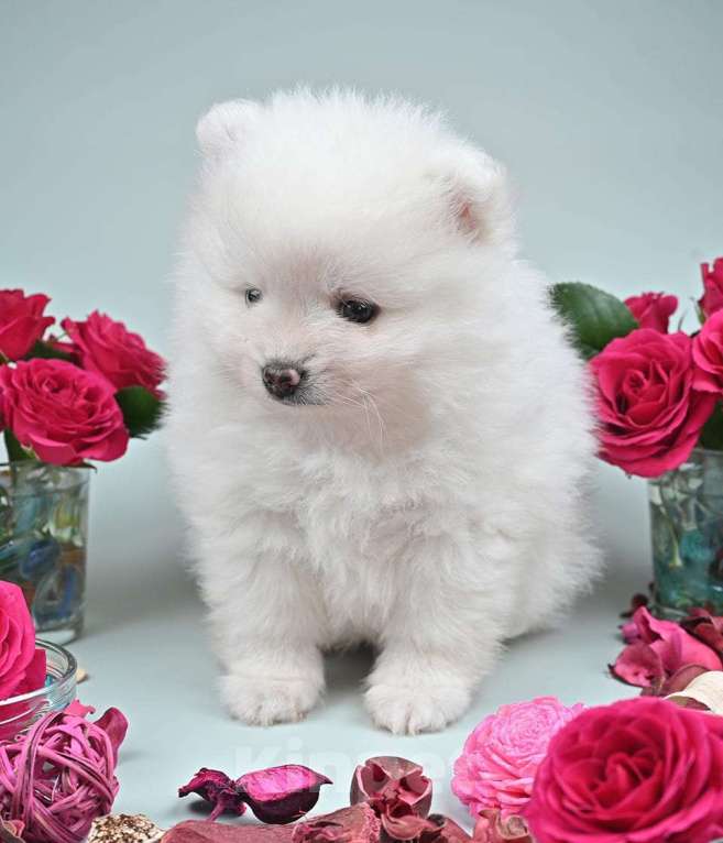 Собаки в Нижнем Новгороде: Щенок шпица Мальчик, 40 000 руб. - фото 4