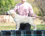 Собаки в Воронеже: Шикарный щенок золотистого ретривера  Мальчик, 40 000 руб. - фото 3
