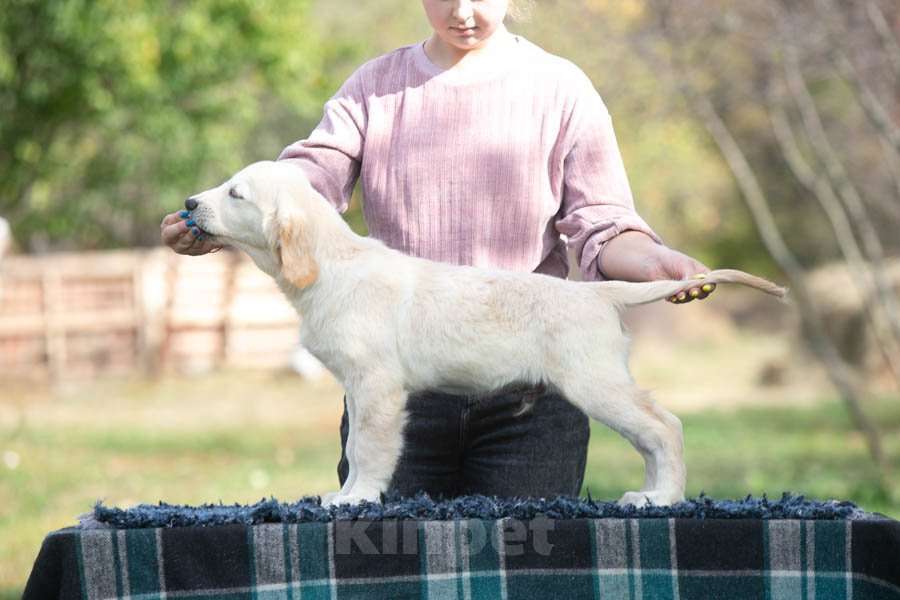 Собаки в Воронеже: Шикарный щенок золотистого ретривера  Мальчик, 60 000 руб. - фото 3