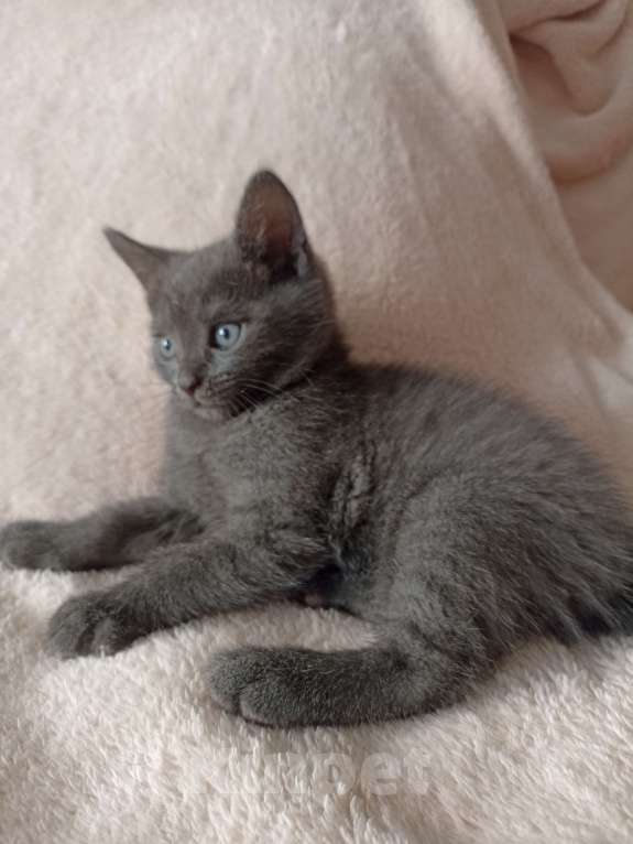 Кошки в Краснодаре: Котята в добрые руки Мальчик, Бесплатно - фото 5