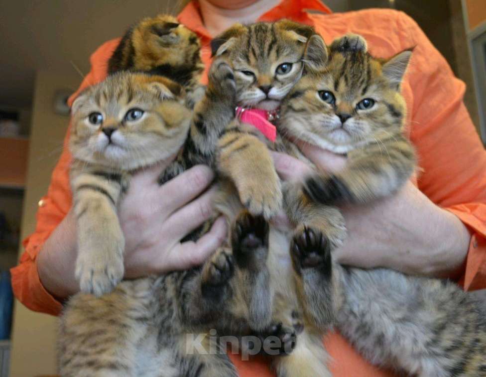 Кошки в Москве: Высококлассные Шотландские котята от Чемпиона, 15 000 руб. - фото 1