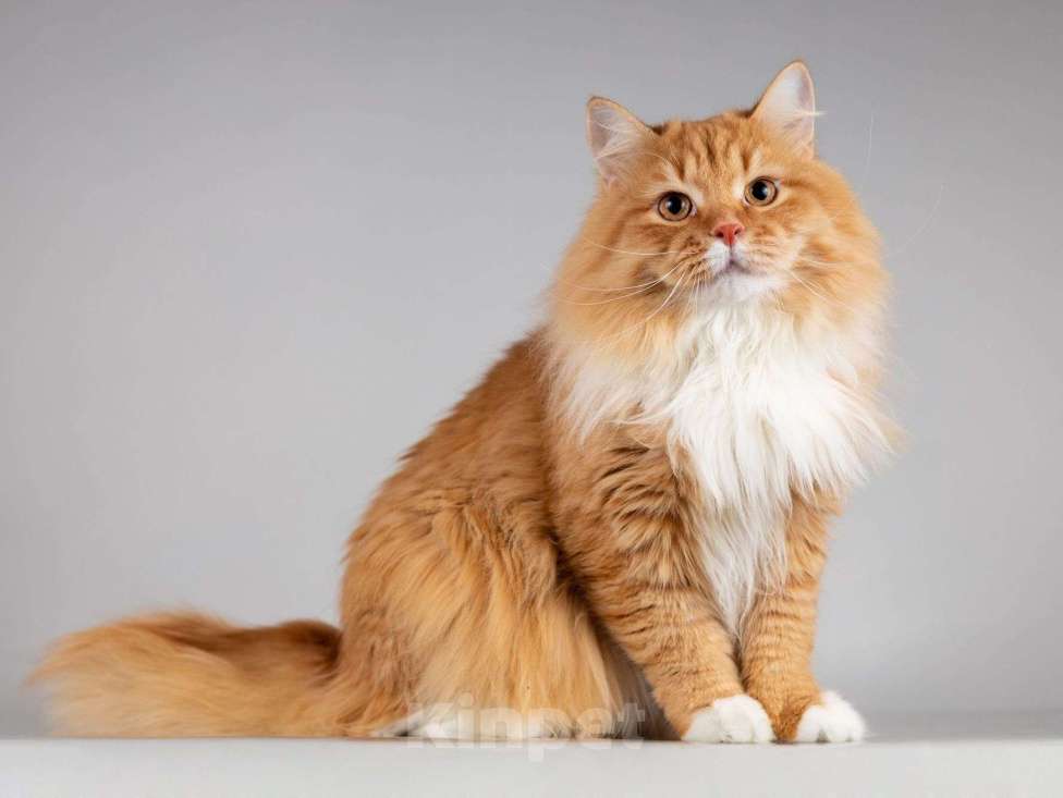 Кошки в Москве: Нежный ласковый юный котик Пушкин Мальчик, Бесплатно - фото 5