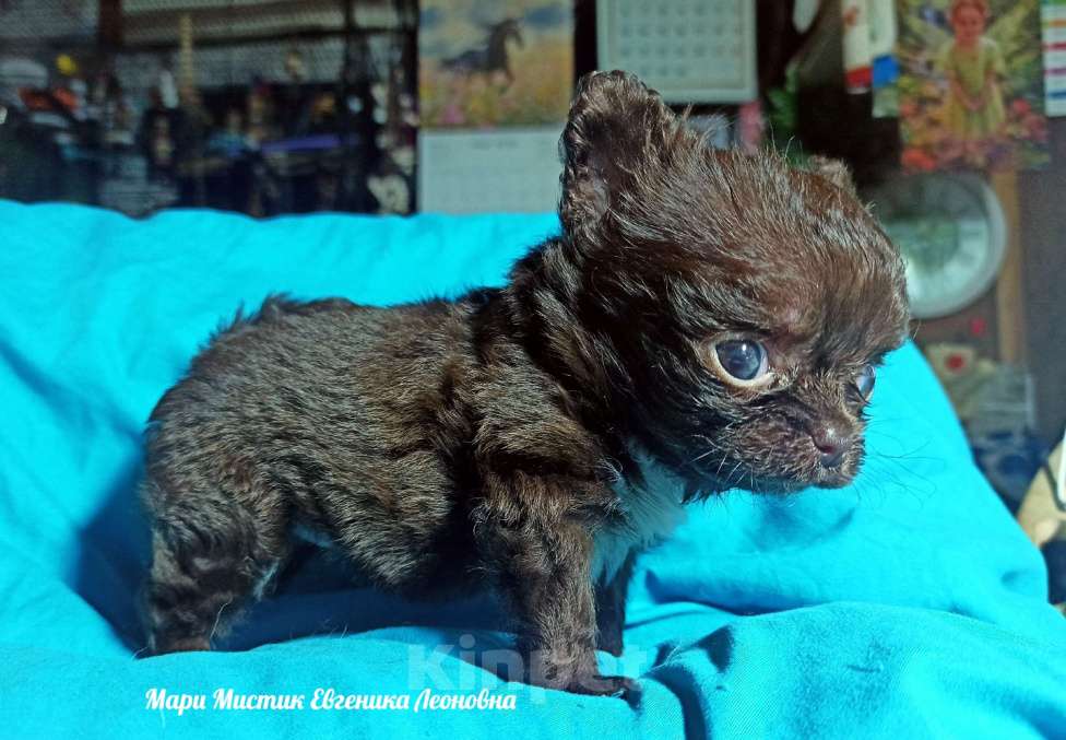 Собаки в Санкт-Петербурге: Евгеника длинношерстная чихуахуа шоколадного окраса Девочка, 100 000 руб. - фото 4