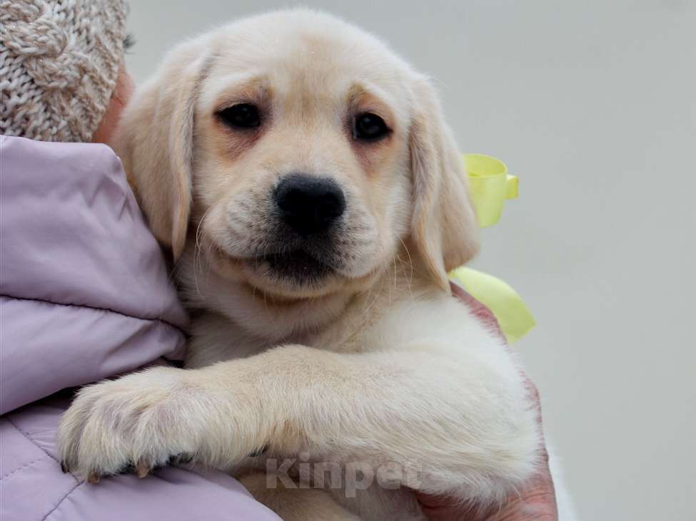 Собаки в других городах Липецкой области: Щенок лабрадора Холлабвууд'с Пиппа Девочка, 60 000 руб. - фото 2