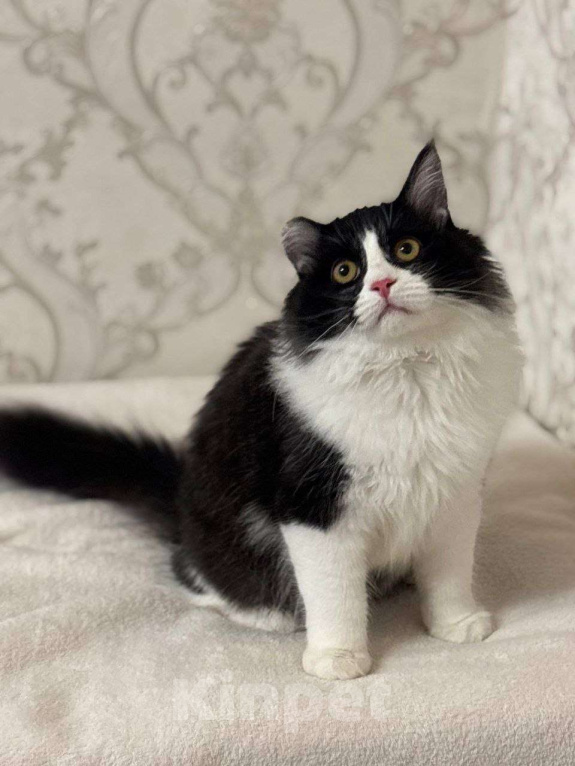 Кошки в Москве: Роскошный Винсент в поисках семьи Мальчик, Бесплатно - фото 2