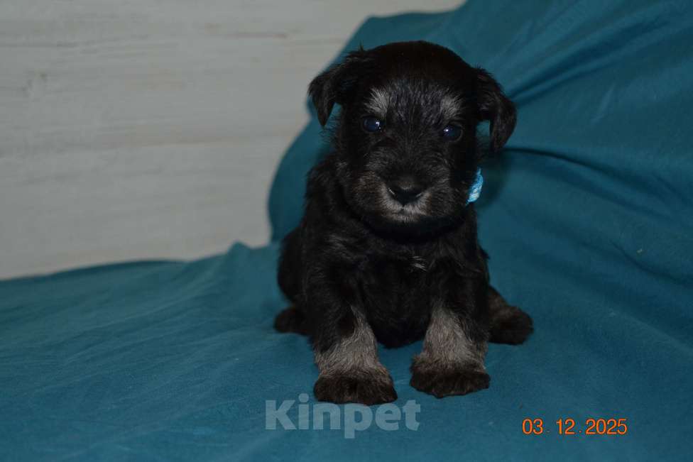 Собаки в Москве: Щенки Цверга черный с серебром. Мальчик, 75 руб. - фото 2