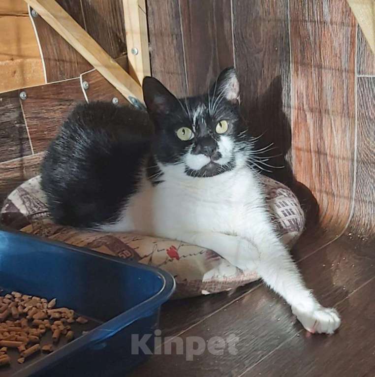 Кошки в Москве: Кошечка Коровка ищет дом Девочка, 1 руб. - фото 4