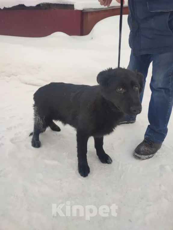 Собаки в Серове: Щенок немецкой овчарки Мальчик, Бесплатно - фото 6