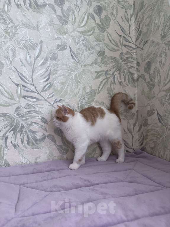 Кошки в Москве: Шотландский короткошерстный котенок Девочка, 45 000 руб. - фото 3