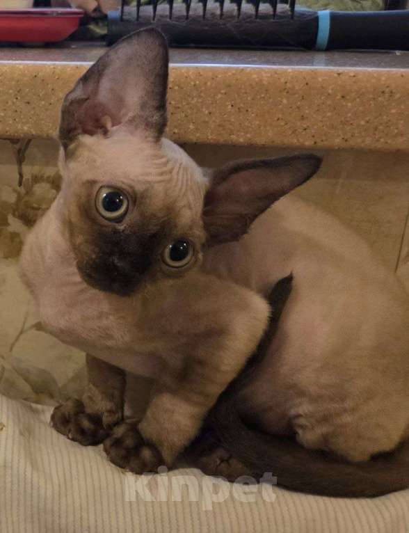 Кошки в Москве: Котята девон рекс Мальчик, 85 000 руб. - фото 6