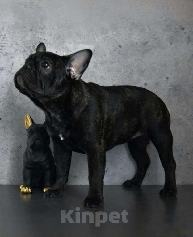 Собаки в Санкт-Петербурге: Щенки французского бульдога Девочка, 65 000 руб. - фото 7