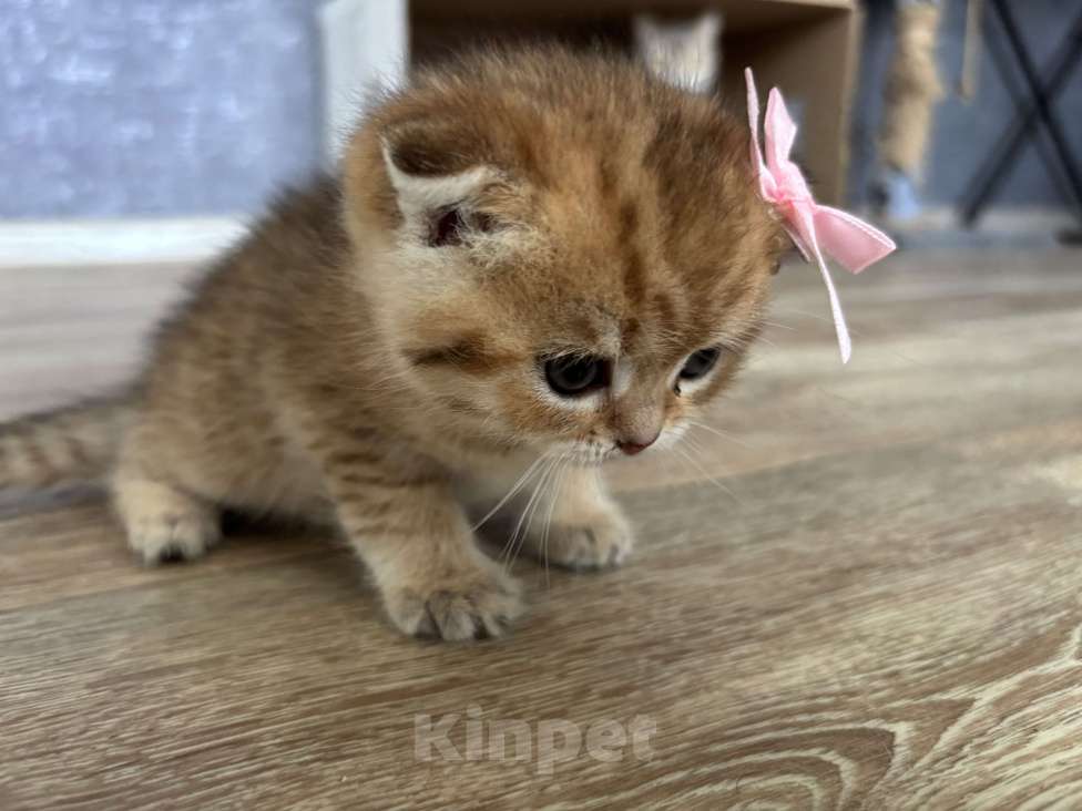 Кошки в Стерлитамаке: Шотландские котята Девочка, 10 000 руб. - фото 3