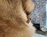 Собаки в Москве: Девочка померанского шпица племенной питомник РКФ Девочка, Бесплатно - фото 4