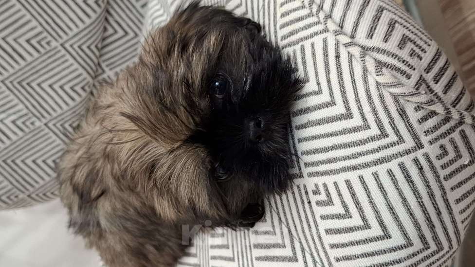 Собаки в Кропоткине: Ши-тцу Мальчик, 20 000 руб. - фото 2