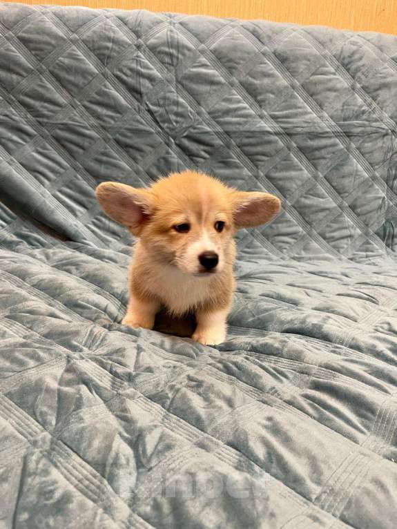 Собаки в других городах Московской области: Мальчик 6 Мальчик, 50 000 руб. - фото 1