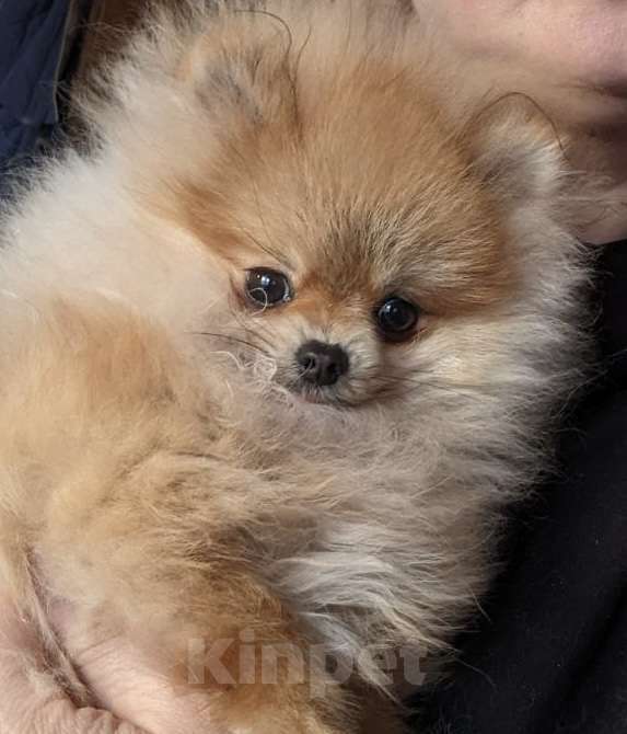 Собаки в других городах Московской области: Померанский шпиц для дома и семьи Мальчик, 35 000 руб. - фото 1